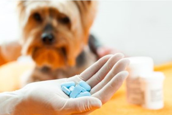 Prices for imported veterinary drugs increased by 48.8% from January to June